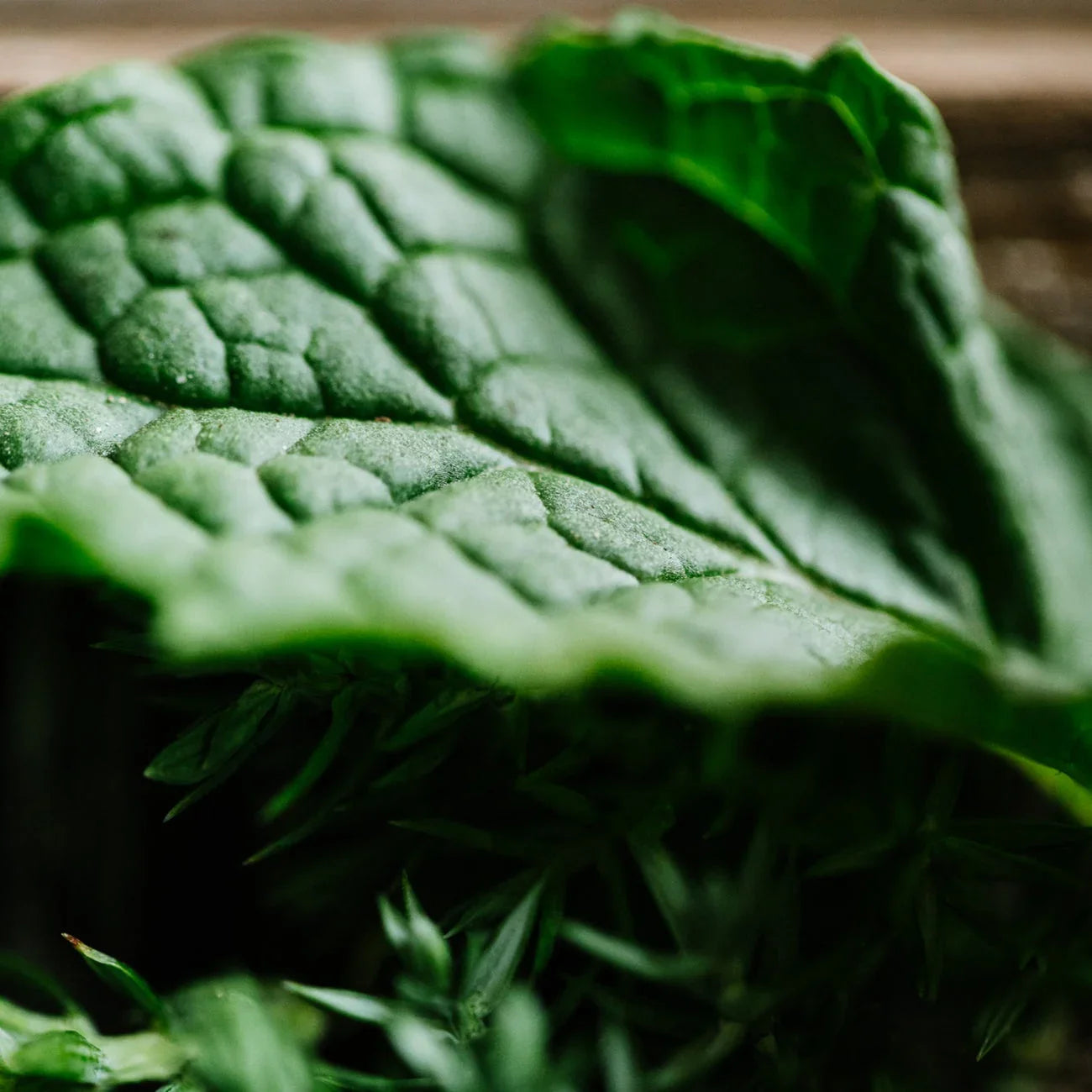 Anti-Dandruff Tea Tree Conditioner | Viori | SBS