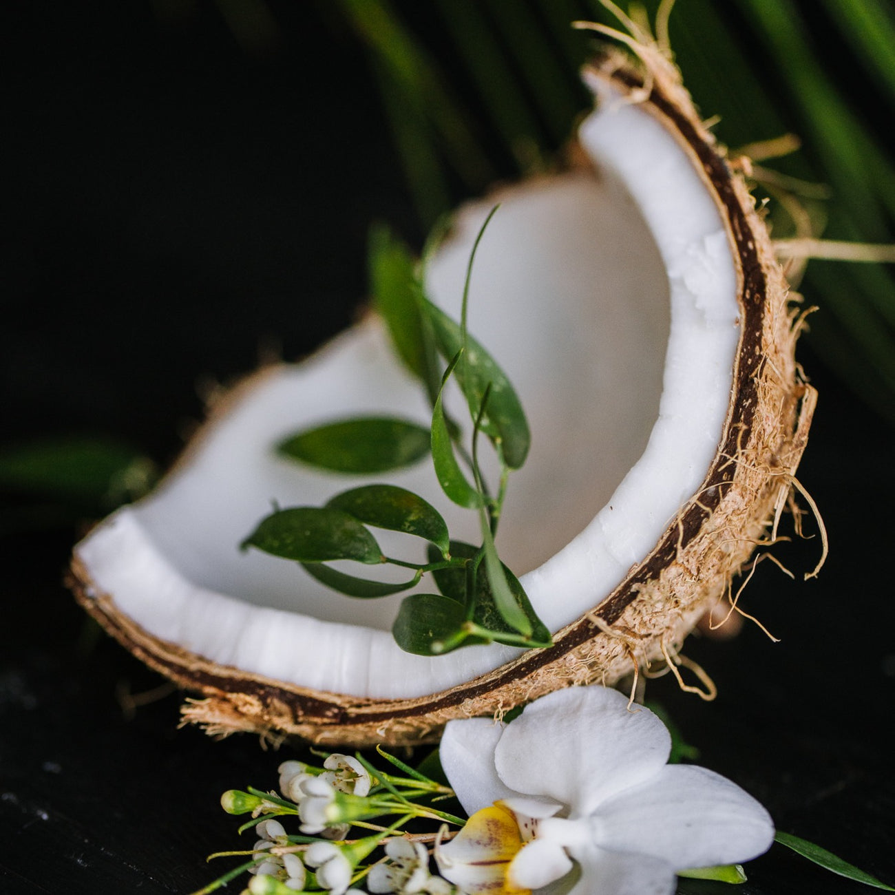 Close-up of cracked open coconut with green leaves and white orchid flowers on dark background