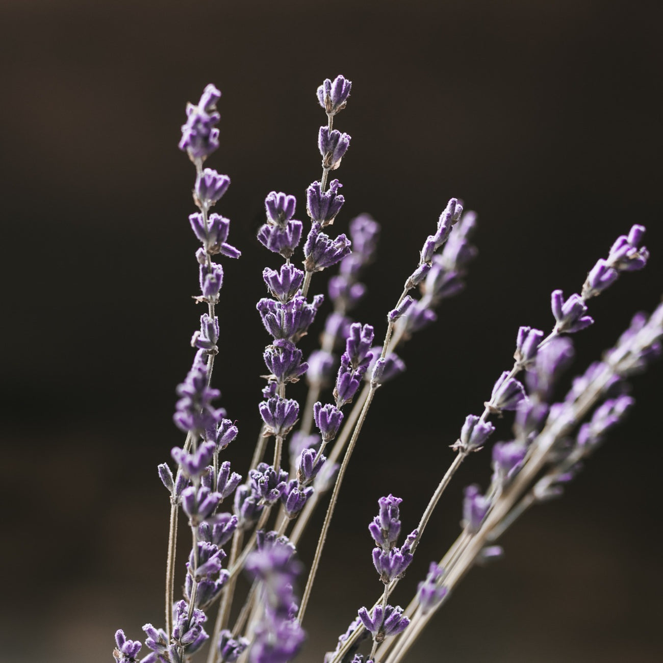 Close-up of dried lavender stems with purple flowers against a dark blurred background